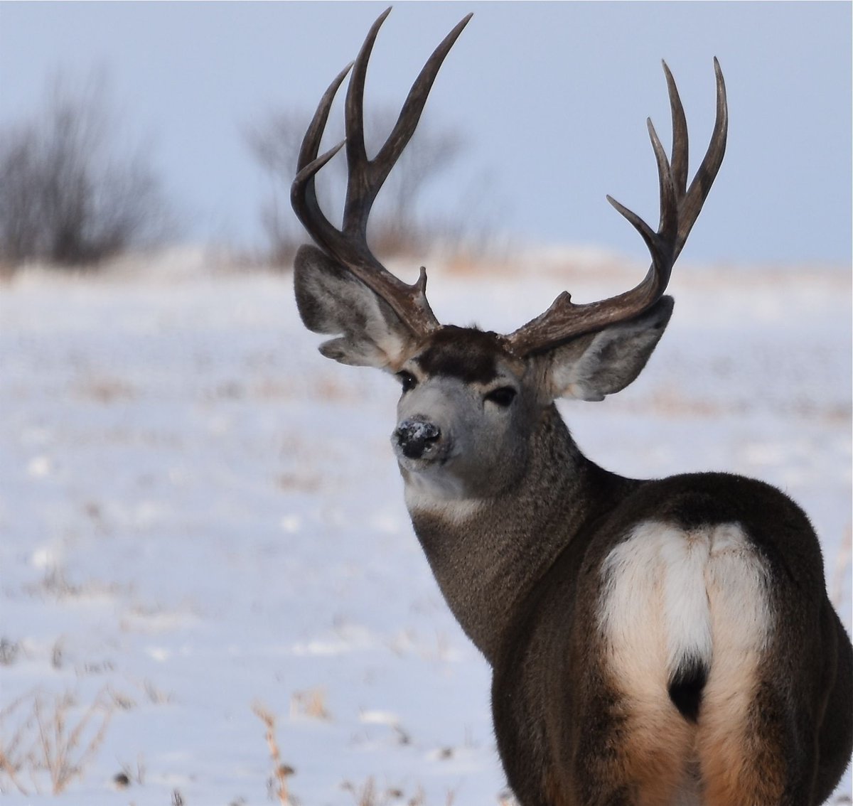 BrianSloanArt's tweet photo. Mule Buck in Southern Alberta. My dad took this photo last spring. Iβm looking at doing a painting from it!
#Inspiration #huntingseason #mulebuck #muledeer https://t.co/oEKoC6Qain