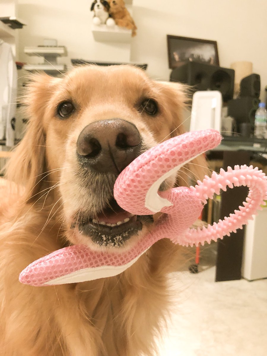 浅倉大介 犬の日だった ぶしゃいくベルカ かわいい 超かわいいー