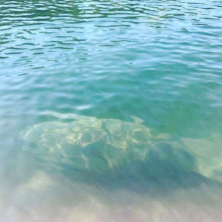 Just a manatee blending in below the water!
#manatee #FlLife #saltlife #fl #marinelife #ocean ift.tt/2zyWAxB
