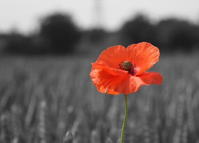 "For Those Who Leave Never To Return,
And Those Who Return But Are Never The Same.
We Will Remember." #LestWeForget ❤️
#RemembranceDay #VeteransDay