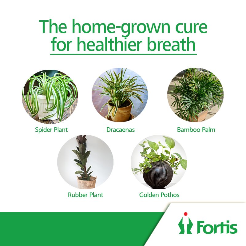 fortis_hospital's tweet photo. The atmosphere outside is toxic but you can make sure that the air indoors is healthy. Here’s a list of some indoor plants, which purify air and are easy to care for. #myrighttobreathe #myrighttolive #cleanair https://t.co/xn0rKbuHXw