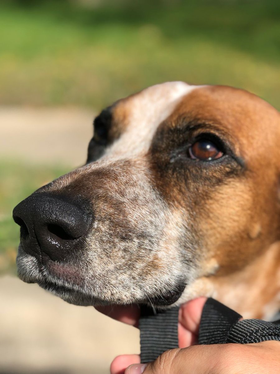 Austin Dog Butler tweet media