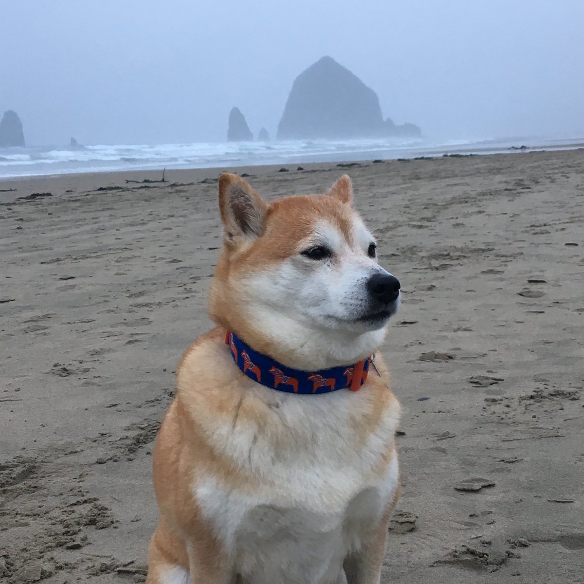 Leighfox84's tweet photo. #sealevelbakery @CannonBeachOreg #MorningJoe #morningwalk #lifessimplethings https://t.co/pHVqGbdJxm