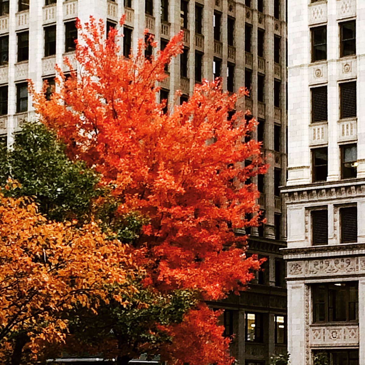 TravelArtPhoto's tweet photo. TODAY WE GOT OUT FIRST MEASURABLE SNOWFALL BUT EARLIER THIS WEEK I CAPTURED SOME AUTUMN TREES STILL HANGING ONTO THEIR TECHNICOLOR *DREAM* COLORS. #CHOOSECHICAGO #MYCHICAGOPIX #FALLINGFORFALL #VISUALART #MYTINYATLAS #THEPRETTYCITIES #ACOLORSTORY #VISUALSOFART. #PERSUEPRETTY https://t.co/EEGSECdJgV