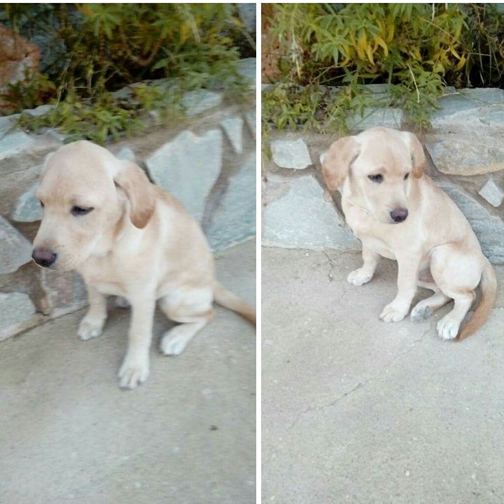 DIFUSION!!PERDIDO!!!🔊🔊🔊
Este perrito se ha perdido.Tiene 4 meses y aún no le habían puesto el chip.Se ha perdido por el polígono de Torrellano por el camí Saladas. La chica lo tiene desde hace una semana.Le ha puesto de nombre Sultán, pero antes Simba.
Contacto:687789843