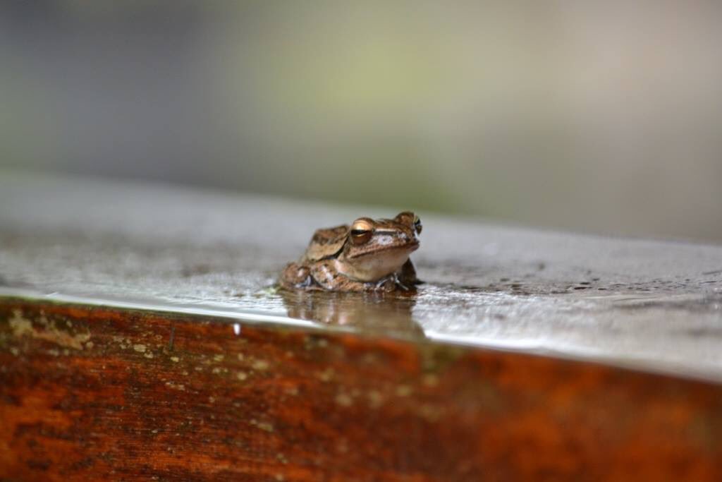 DirkSchauenberg's tweet photo. We are born princes and the civilizing process makes us frogs. (Publilius Syrus) #dontBeAFrog #nokiss #outsideisfree https://t.co/vqyBm3UFOd