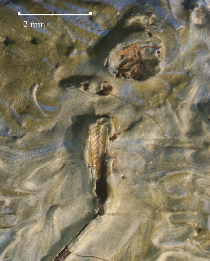 ANT1 internet world | Ανακαλύφθηκε… ακρίδα σε έργο του Βίνσεντ Bαν Γκογκ! (φωτο) - localnetnews.com/?p=122579