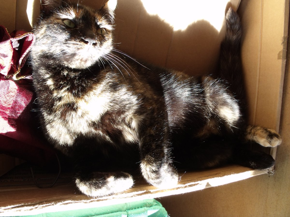 FyreByrde's tweet photo. @RoughGiraffePod My furbaby Ishtar. (She's currently running my mother's house, because my flat won't allow roaming pets. ๐ญ)
#TeamKipper https://t.co/ozJEH6FqZU