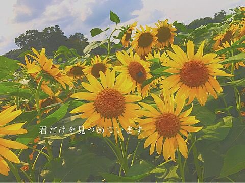 ひまわりの花言葉 Twitter Search