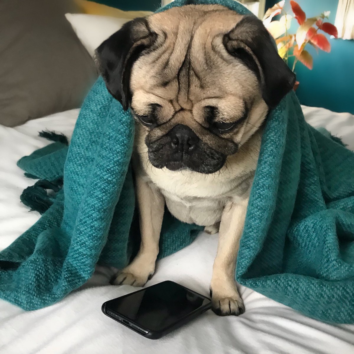 itsdougthepug's tweet photo. When ur iPhone stops working as soon as the new one comes out https://t.co/NkVTjBQTh2