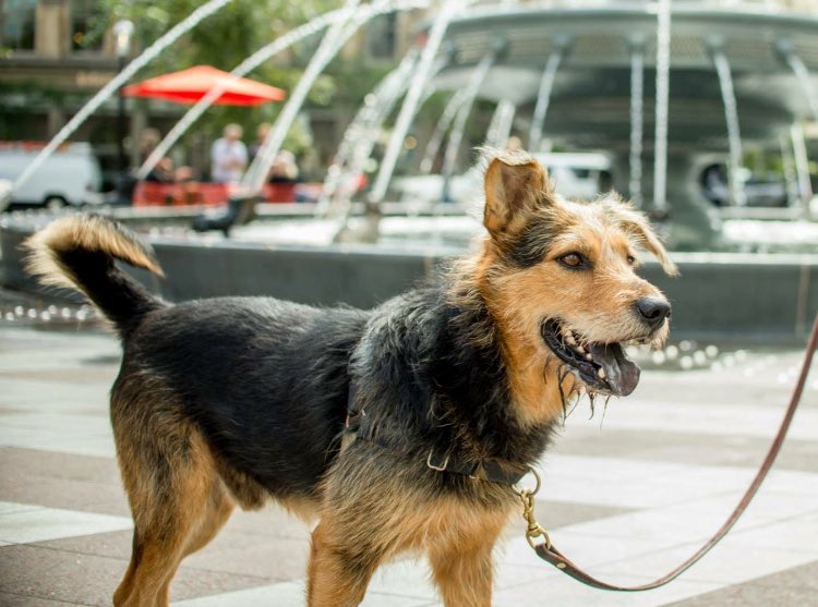 RedemptionPaws's tweet image. Scruffy is still looking for a home! He’s 5 years old, deaf and a one of kind mutt #HurricaneHarvey