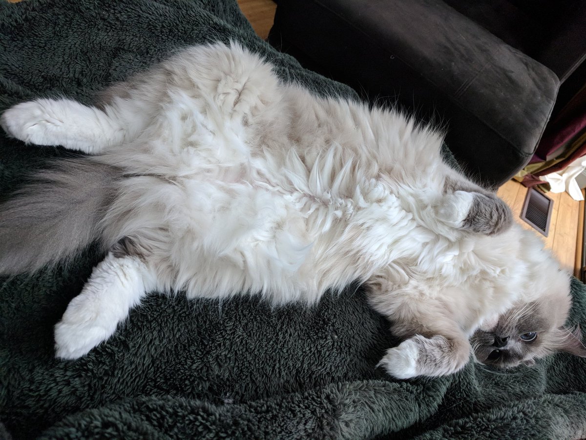 julianN3F's tweet photo. #caturday https://t.co/Q6H4qk1kaV