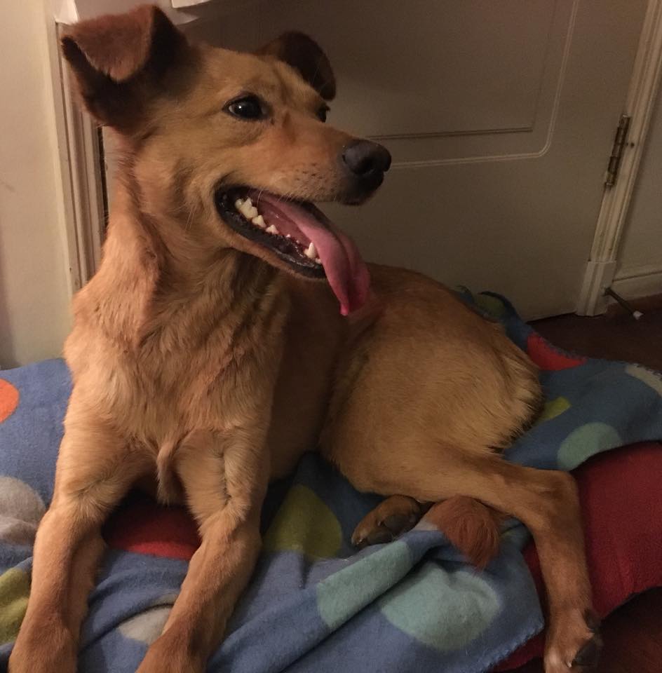 Perrito en adopción! es sociable y esta muy flaquito, rescatado en Las Condes <a href="/ParqueArauco/">Parque Arauco</a> de 1 año aprox, mediano 11k simpático y 
tranquilo. Busca familia casa o dpto <a href="/LavinJoaquin/">Joaquín Lavín</a> <a href="/TonkaTP/">Tonka Tomicic</a> @PANCHOSAAVEDRA <a href="/carolinapinoc/">Caro 🌲 C.</a> @paulirojasr <a href="/adogtamecl/">adogtame</a> <a href="/patrmarsh/">𑁍ᑭᗩT ♀️🟣</a> @BegoBasauri <a href="/pewos/">ℙ𝕖𝕨𝕠𝕤 ℍ𝕚𝕡𝕤𝕥𝕖𝕣𝕤</a>