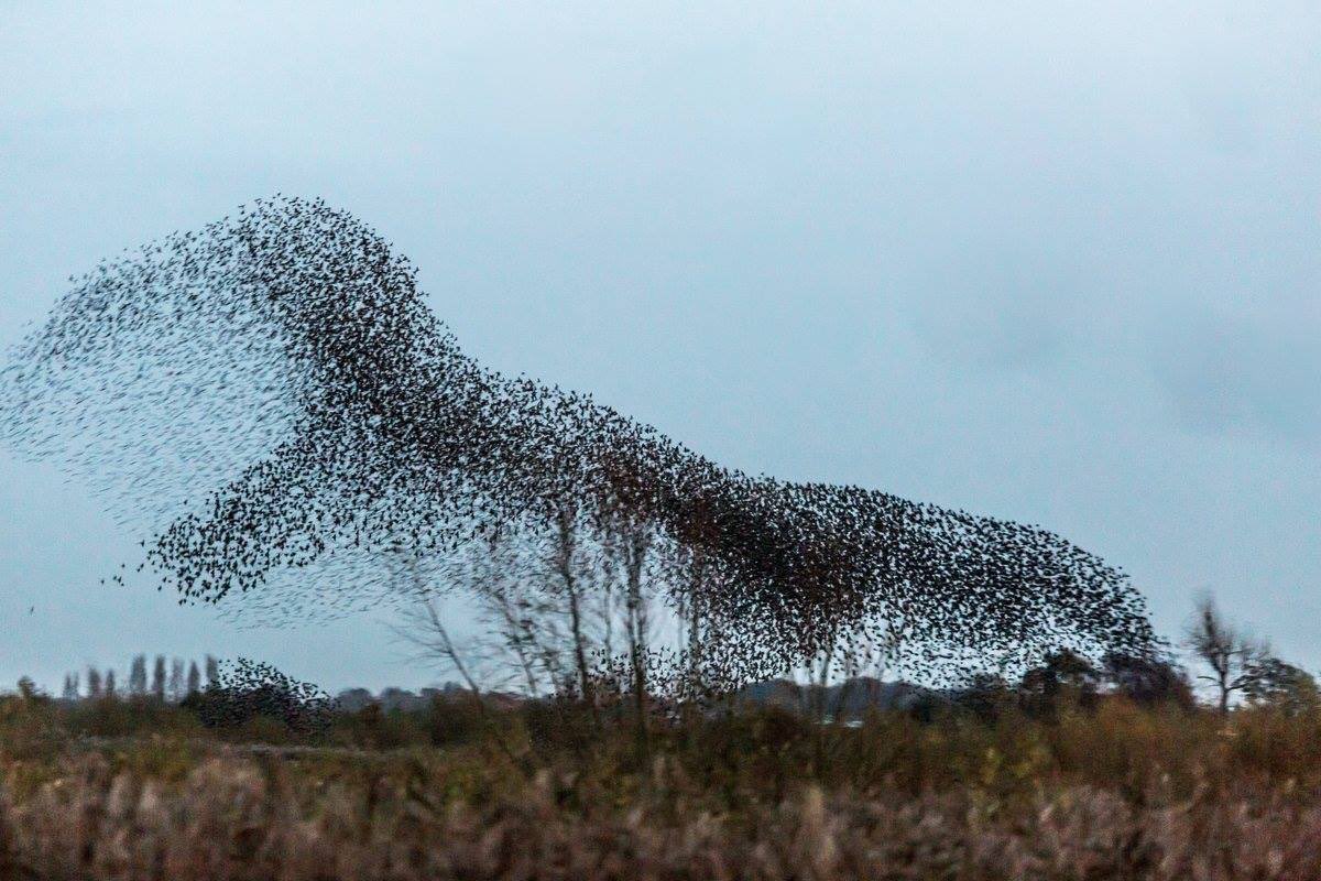 WWTworldwide's tweet photo. Tyranno-murmuration! Incredible #starling displays at @WWTMartinMere this week 😲https://t.co/ynOP5hrOgO https://t.co/aI9pGnslIg