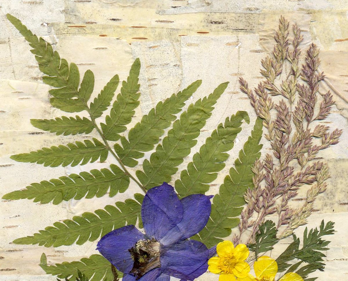 Glirencai's tweet photo. Dried birch bark, delphinium, fern, carrot leaves, other plants, natural wooden frame https://t.co/PzDrB6slCB https://t.co/S1jVbv8kNT