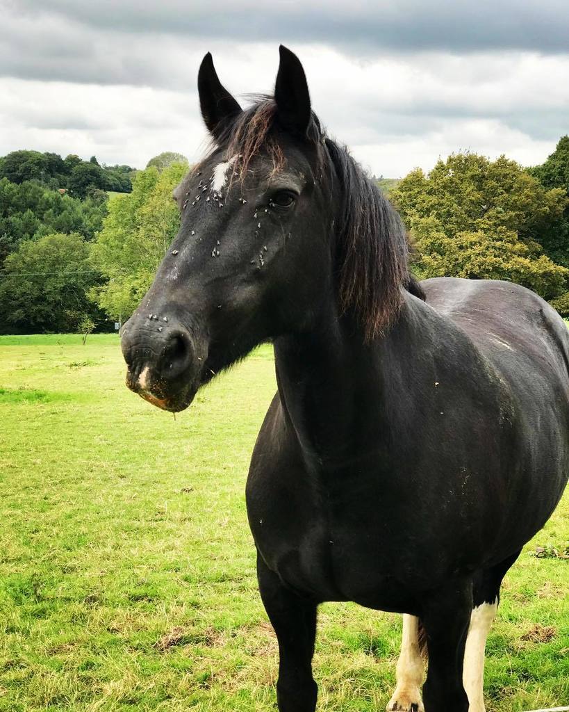 michalkotoc's tweet photo. #horse #kon #kone #koně #priroda #nature #country #countryside #vidieka #england #anglicko #black #cierna #green … https://t.co/PjWwdVQfj3 https://t.co/pzKjCcExKW