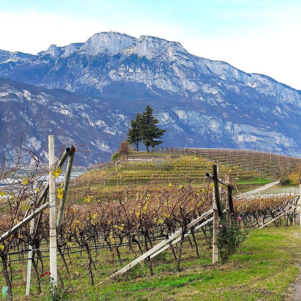 ViaggiandoSimpa's tweet photo. Una giornata alla scoperta delle cantine del #Trentino, della passione dei vignaioli e dei segreti della tradizione. 🍷🥂 Una giornata all'in… https://t.co/cu0EBb6Pid