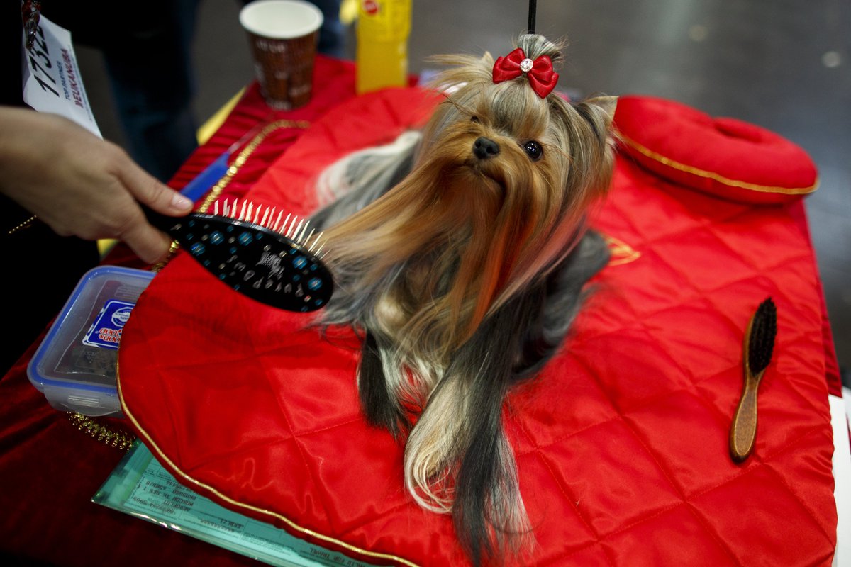 PHOTOS: World Dog Show 2017 begins bit.ly/2Ay49BQ?utm_so… https://t.co/gGmSXJH7x3