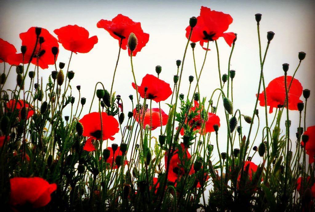 Join us tomorrow to remember... #remembrancesunday #shoreham ift.tt/2hvLJhj