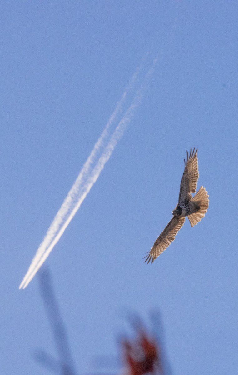 gentillygenie's tweet photo. Fly-by. Occoquan Bay National Wildlife Refuge.11/10/17 #usfwsrefuges #FindYourPark https://t.co/o8eulSfmEn