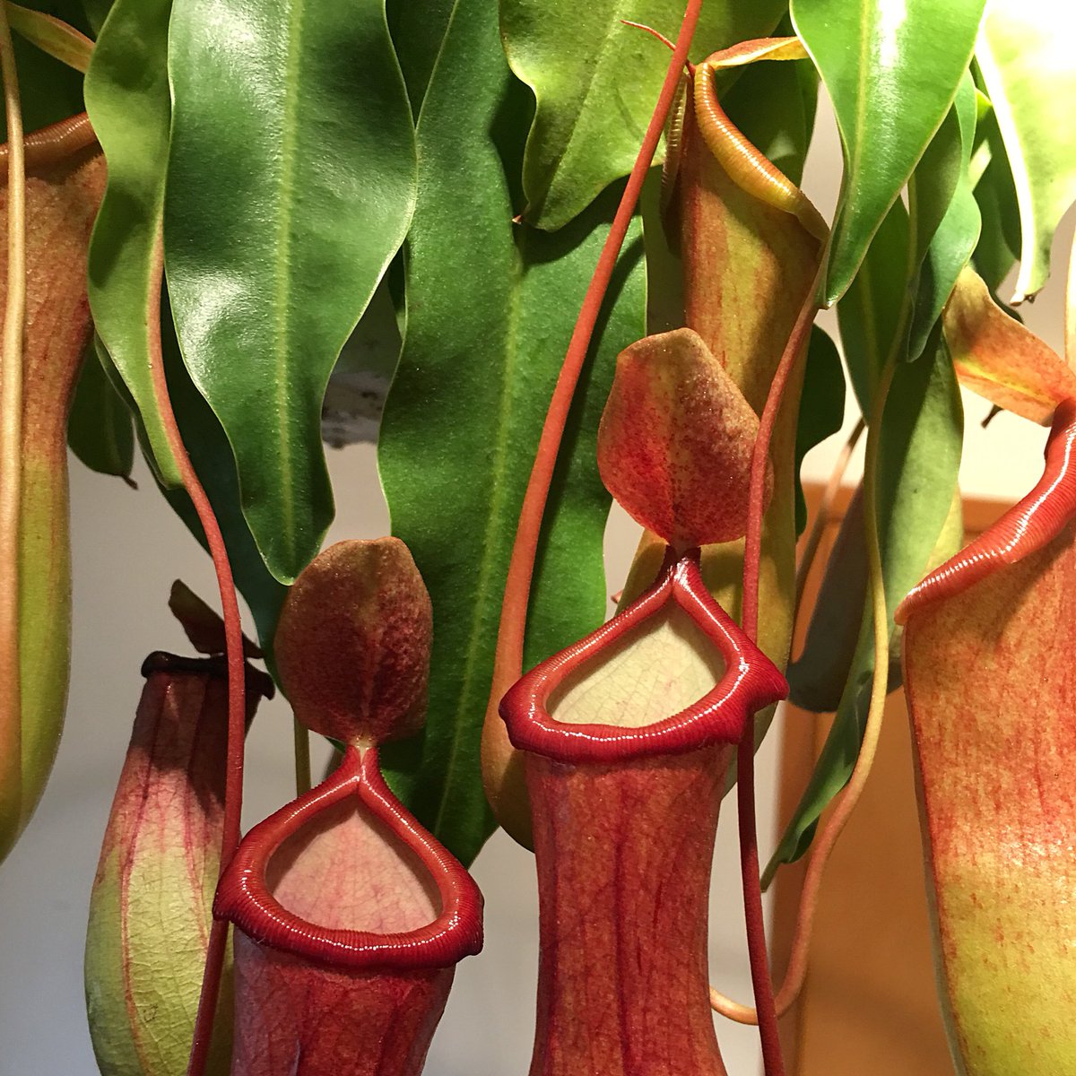 HortErotica's tweet photo. Nepenthes alata(?) Pitcher plant followed me home today. 😁
ELATED to finally have one. Isn’t is it gorgeous? #LittleApple is full of surprises! #Nepenthaceae https://t.co/LGy1LYJFmJ