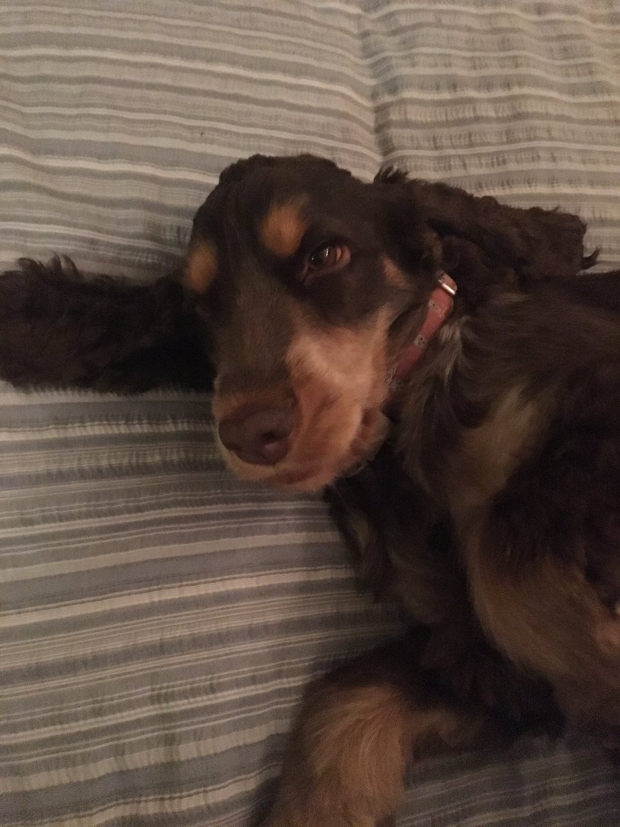 boxfulloftricks's tweet image. The sweetest 🐻