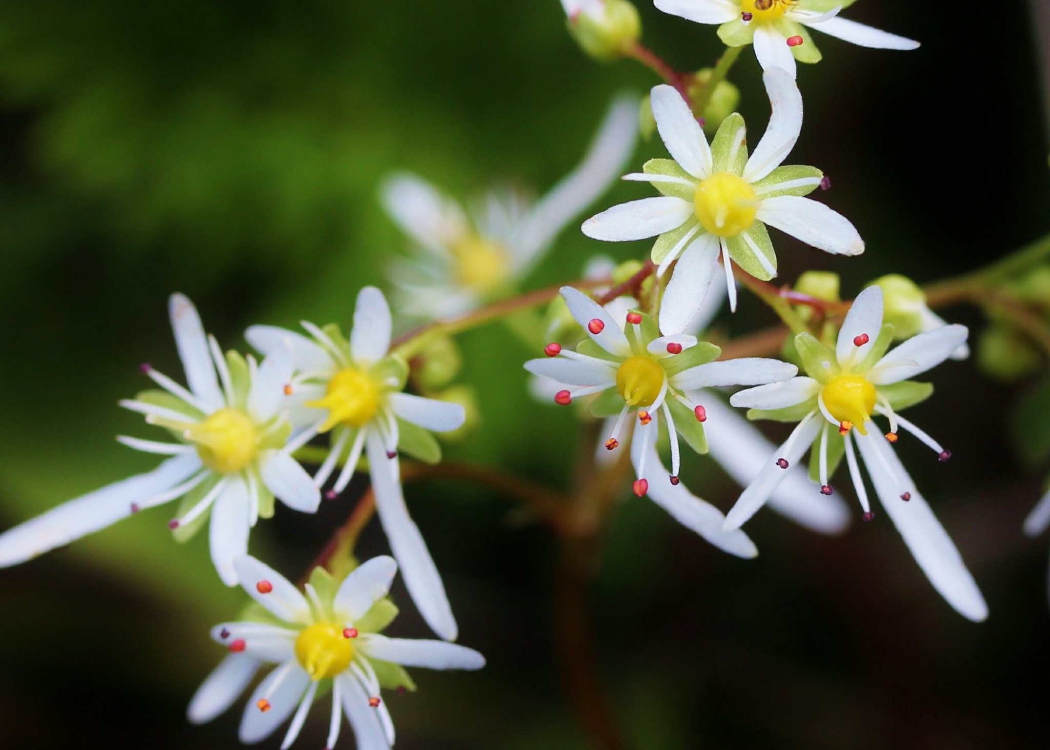 טוויטר 花 בטוויטר 11月12日の花 ダイモンジソウ 大文字草 花言葉 自由 ユキノシタ科 由来 5枚の花びらが漢字の 大の字に見えることから 別名 イワブキ スナフキン ムーミン おまえさん あんまりおまえさんが だれかを崇拝したら ほんとの