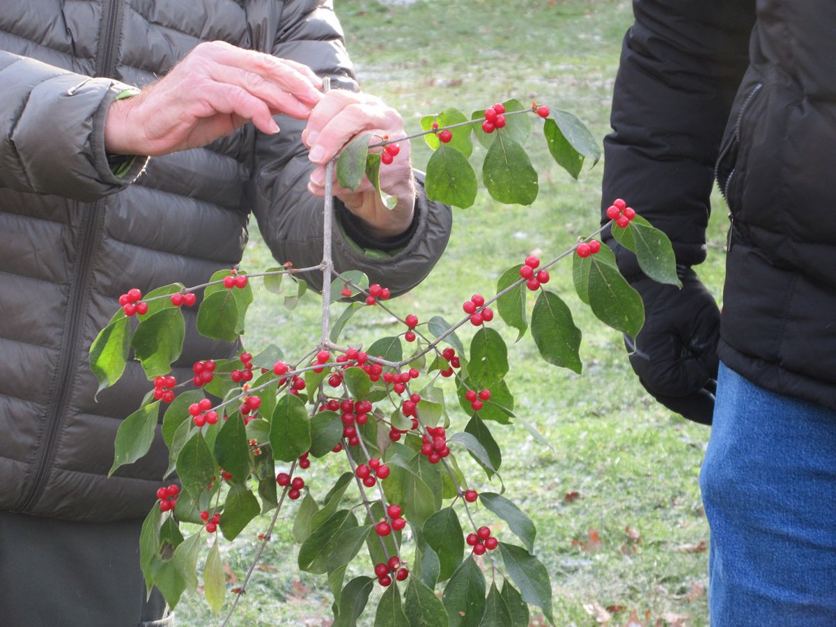 Another excellent day to #weedthewoods!