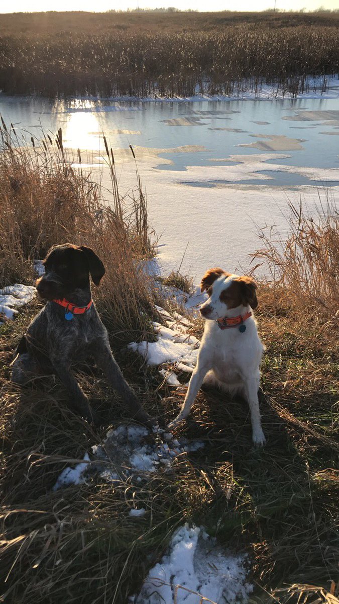 APWBauer's tweet image. No birds today but they worked hard.