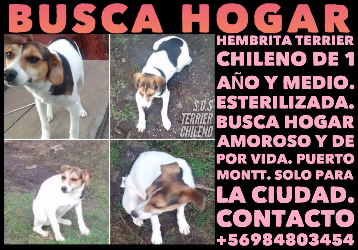 Adóptala, hembra #TerrierChileno busca higar amoroso y de por vida #PuertoMontt <a href="/ADOPTAPET_Chile/">Adopta Una Mascota</a> <a href="/adogtamecl/">adogtame</a> <a href="/RedAdopta/">Red Adopta</a> <a href="/AdoptemosCL/">AdoptemosCL</a> RT