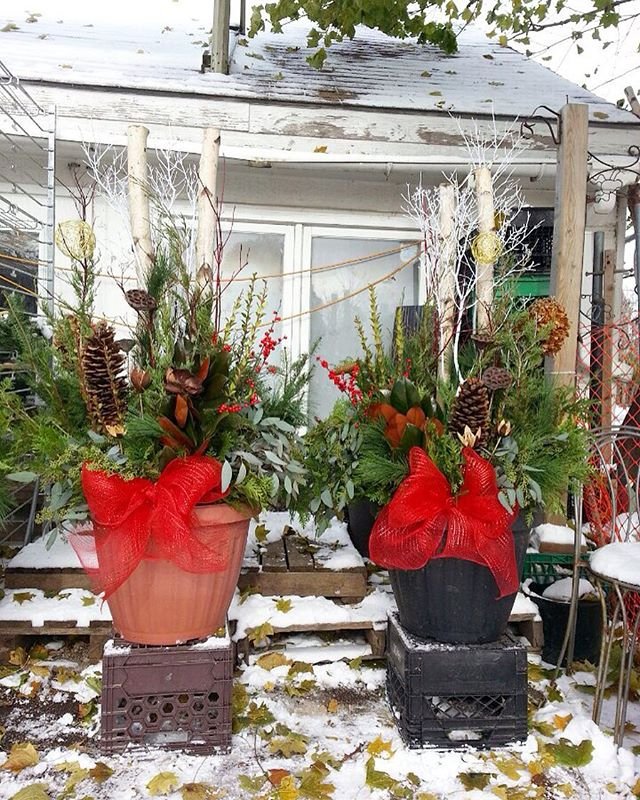 4flowerFirst's tweet photo. More Christmas plants in store! Visit our store to see the variety we have for you https://t.co/qX9oXeRdmN