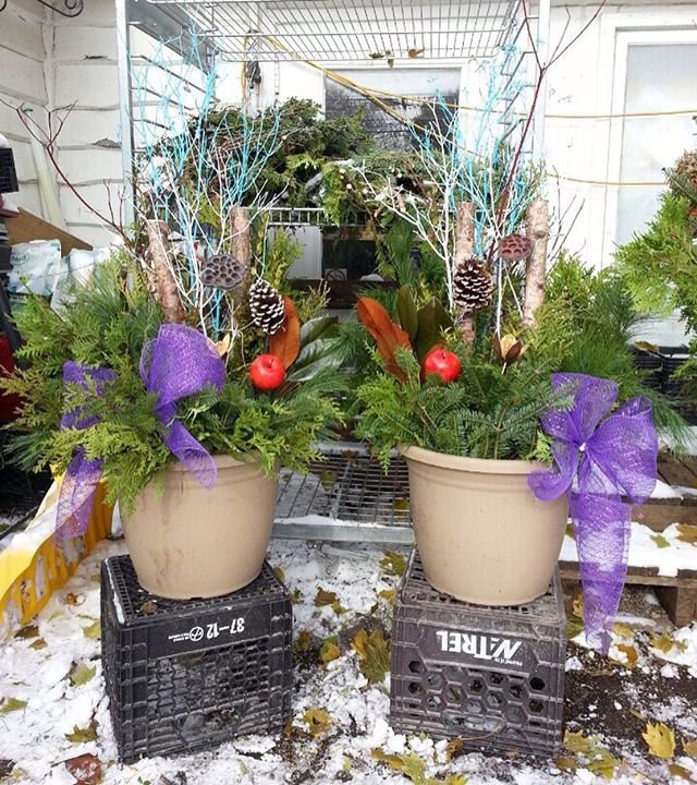 4flowerFirst's tweet photo. More Christmas plants in store! Visit our store to see the variety we have for you https://t.co/MlBhq8FVqI