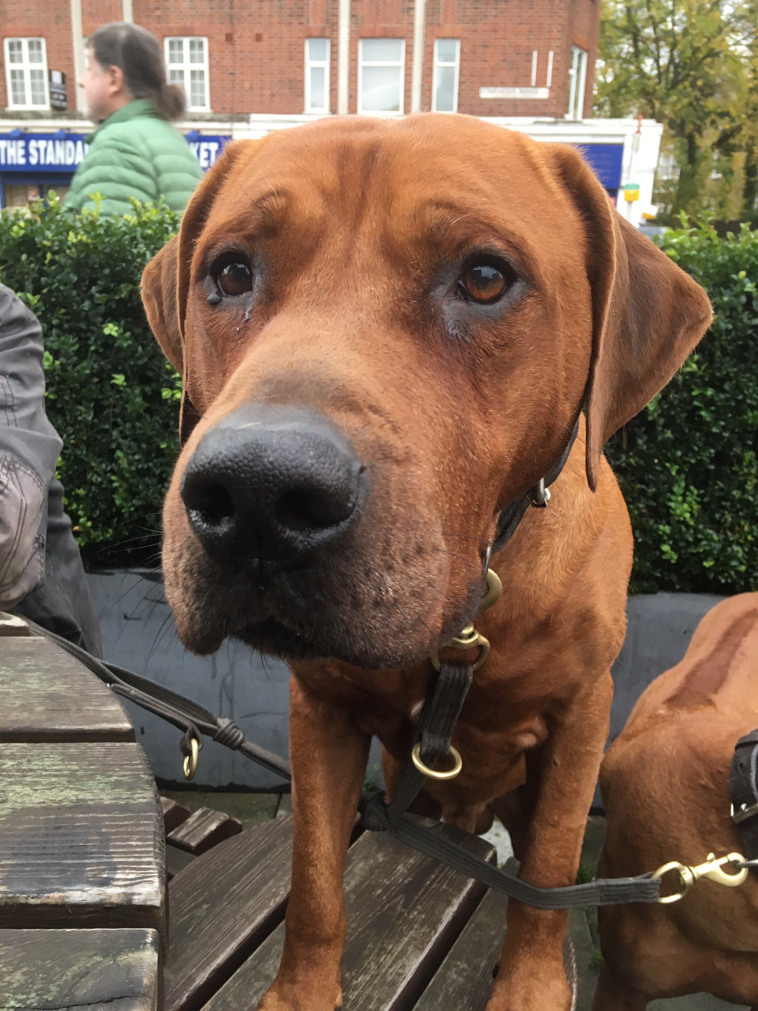 Rottweiler and rhodesian ridgeback cheap mix