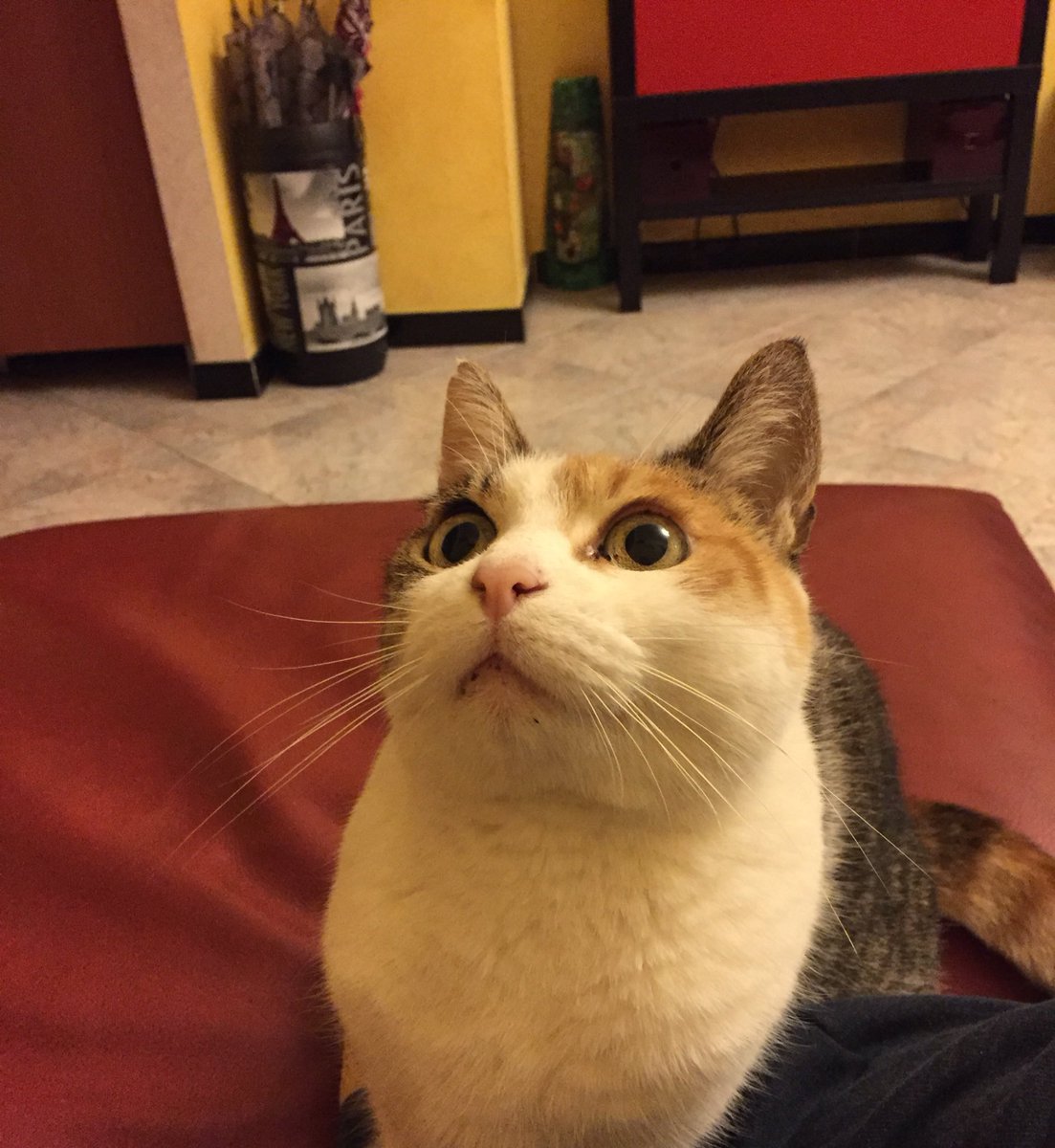 pwopah_'s tweet photo. Abbiamo acceso il condizionatore e questo ha sconvolto il gatto (che sta guardando da interi minuti verso l'alto terrorizzato) https://t.co/whetk2j47Z