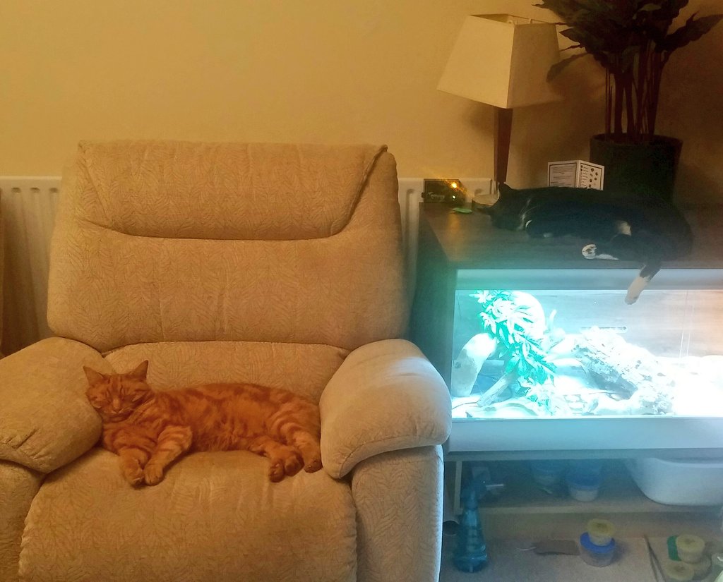 ThatPetLife's tweet photo. We have had small people visit the MisfitZoo this #Caturday, the cats are somewhat relieved to have some peace and quiet back since they went home! #noisy #animalpeople #CatsOfTwitter https://t.co/qZzuqwJRyd