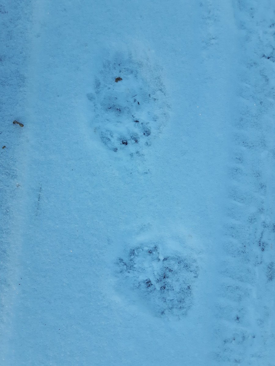 Algonquin_PP's tweet photo. Despite the winter weather, a set of bear tracks were found this morning not far from the visitor ctr. Not hibernating yet. https://t.co/empiMKXxfx