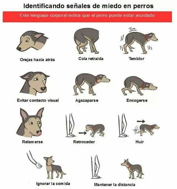 нормальный цвет языка у собаки. язык человек собака. язык человек собака. девушка целует собаку с языком. собака с вываленным языком.