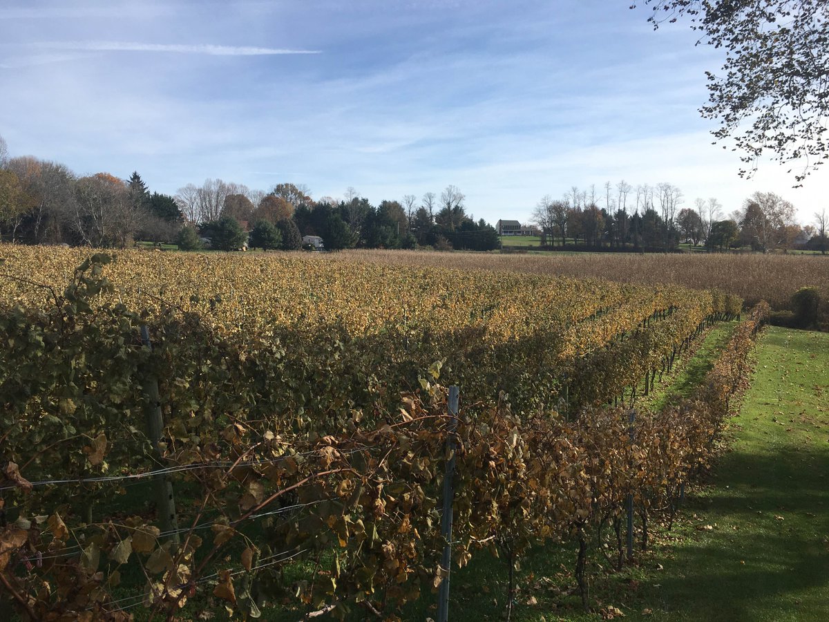 There’s a beauty to the vineyard in fall. We found this seasonal scene at Harford Vineyard &amp; Winery while out for Wine Just Off The Vine. Where have your travels taken you so far this weekend?