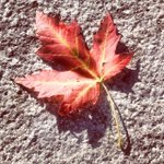 Photo by Farmhouse Frontier (@FarmhouseFront)