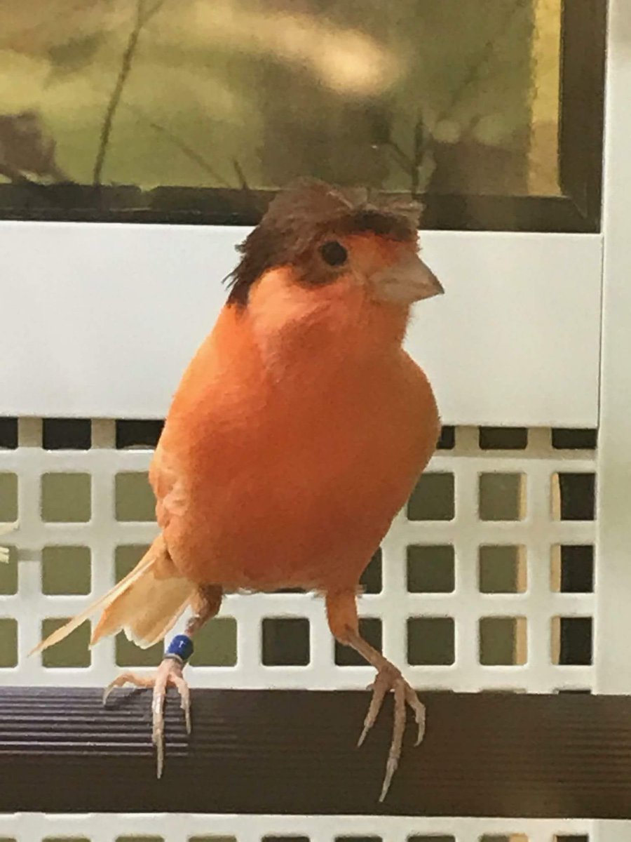 SweetBlasphemi5's tweet image. @ProBirdRights My friend @JamieRowden found #TrumpBird at a local pet store!!