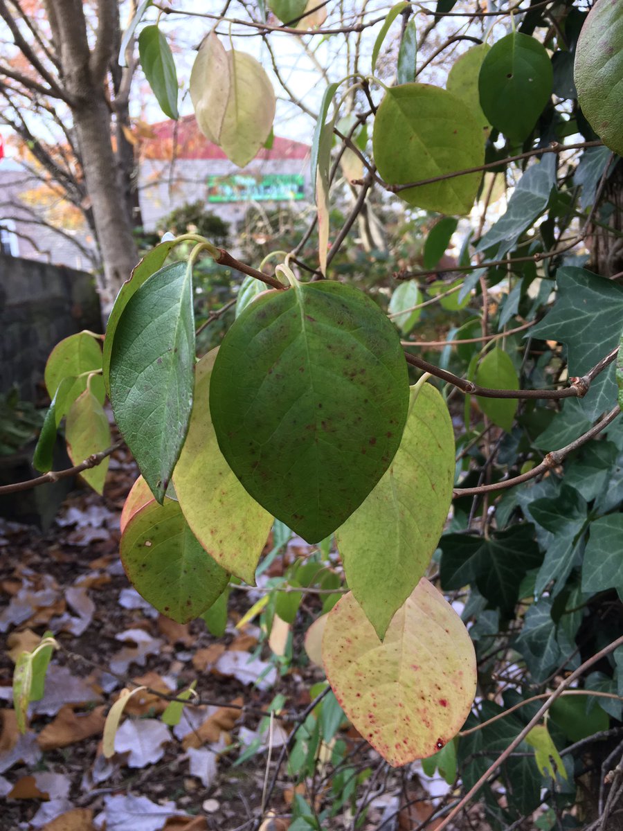 BuntingAndrewG's tweet photo. Decumaria barbara and Decumaria sinensis at Ray Sutton's garden, Williamsburg, KY https://t.co/K7hOKwALVa