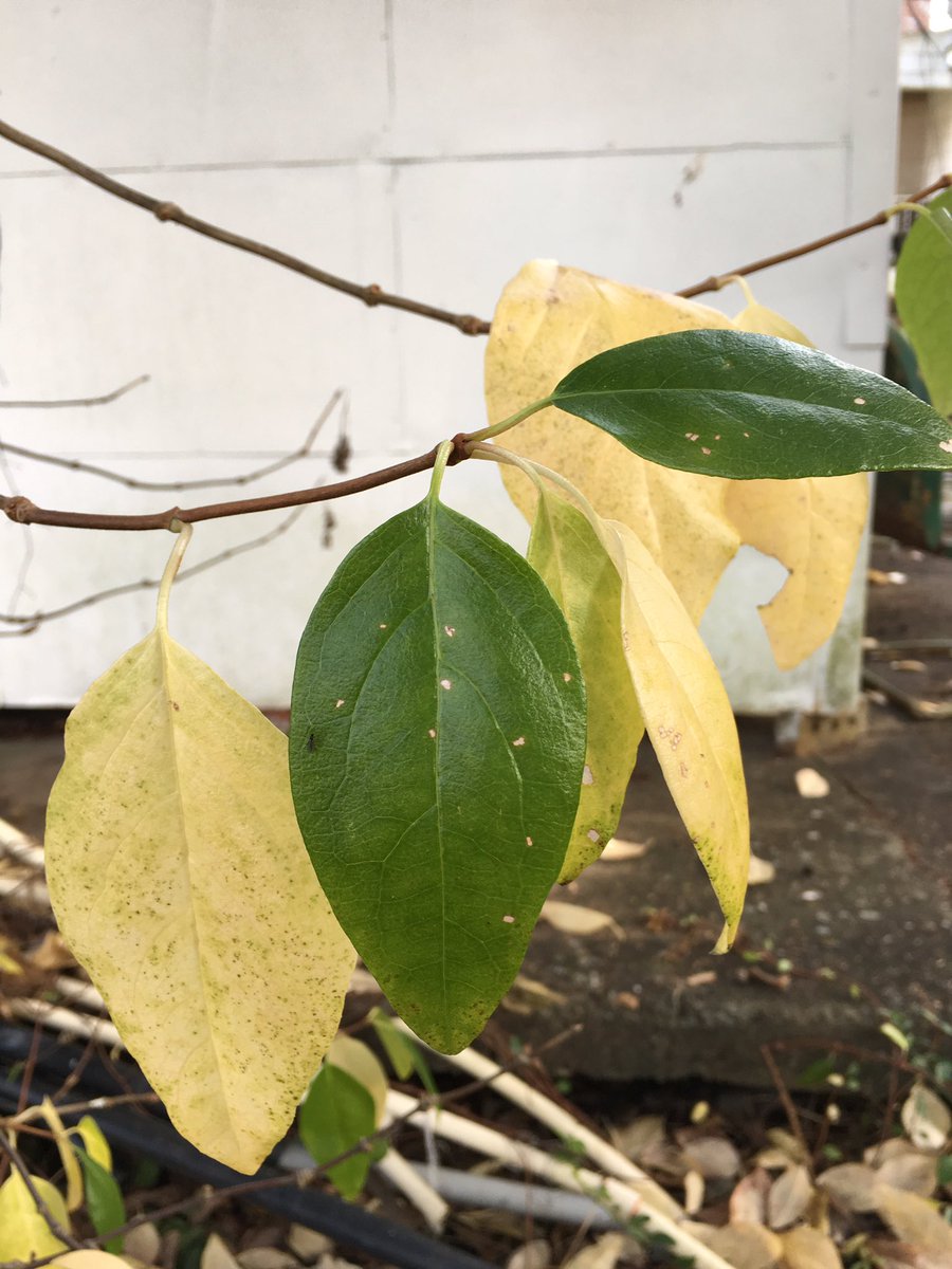 Decumaria barbara and Decumaria sinensis at Ray Sutton's garden, Williamsburg, KY