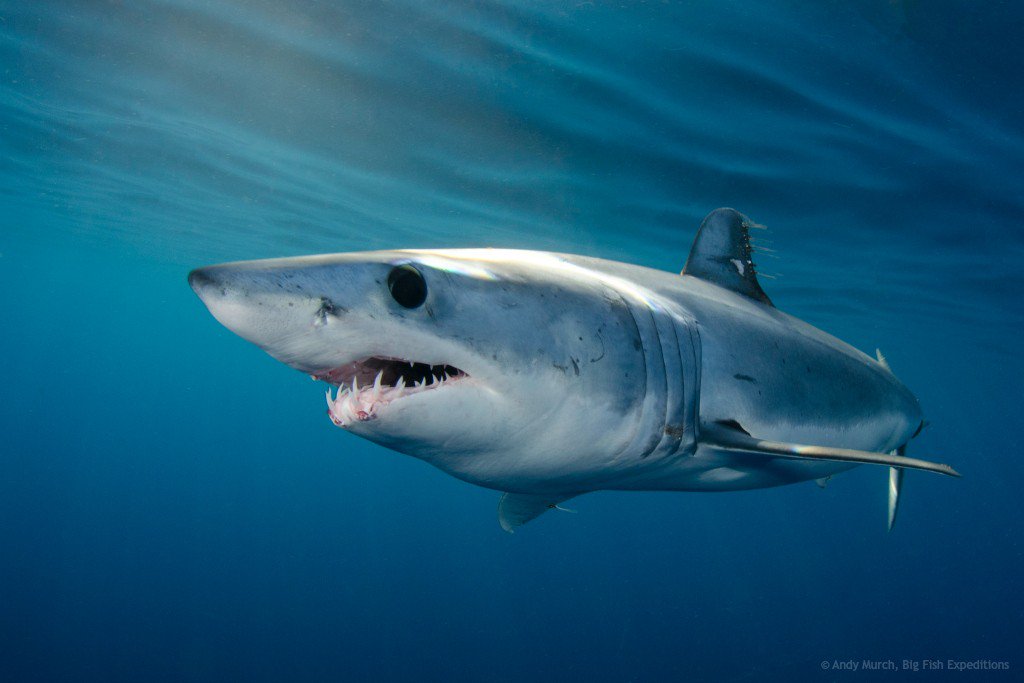 padiaware's tweet photo. #TheirFutureOurFuture? #NoLimits #NoFuture - NGOs ask @BonnConvention to send notices to the 30 CMS Parties that are also members of #ICCAT to remind them of their 2008 commitment to #makoshark conservation https://t.co/Z57uXGLnDo #SharkLeague #MakeTime4Makos #Divers4Makos https://t.co/MXYnJlp3bj