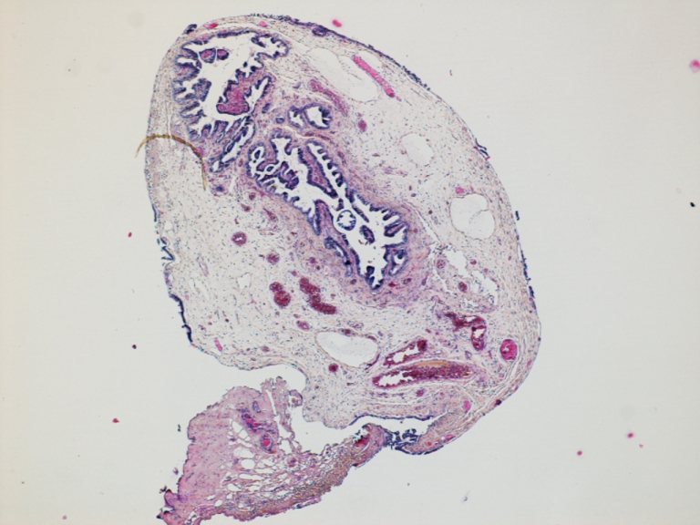 <a href="/StoriaMedicina/">StoriaDellaMedicina</a>