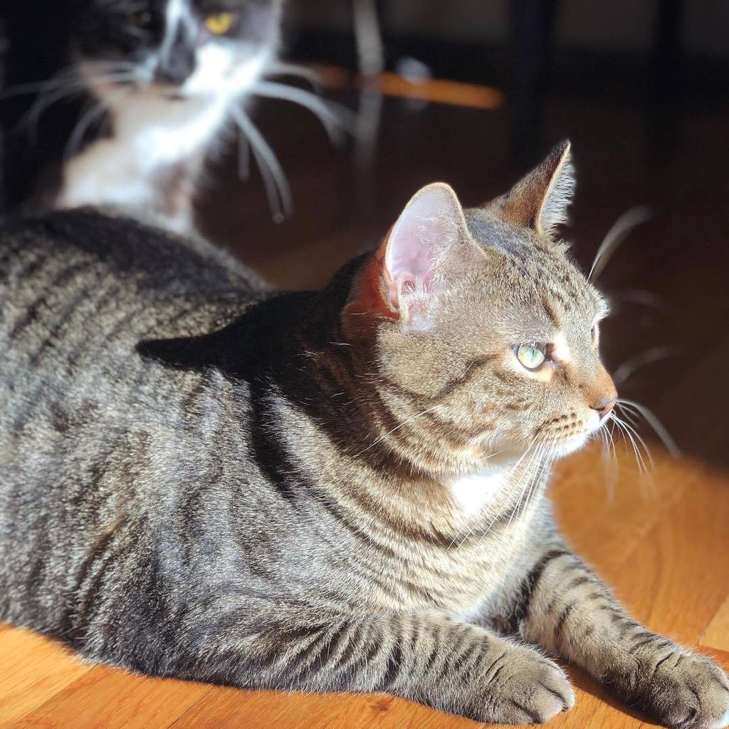 CatScarf's tweet photo. #caturday creeper #CatScarf https://t.co/m9NdGpfUf6