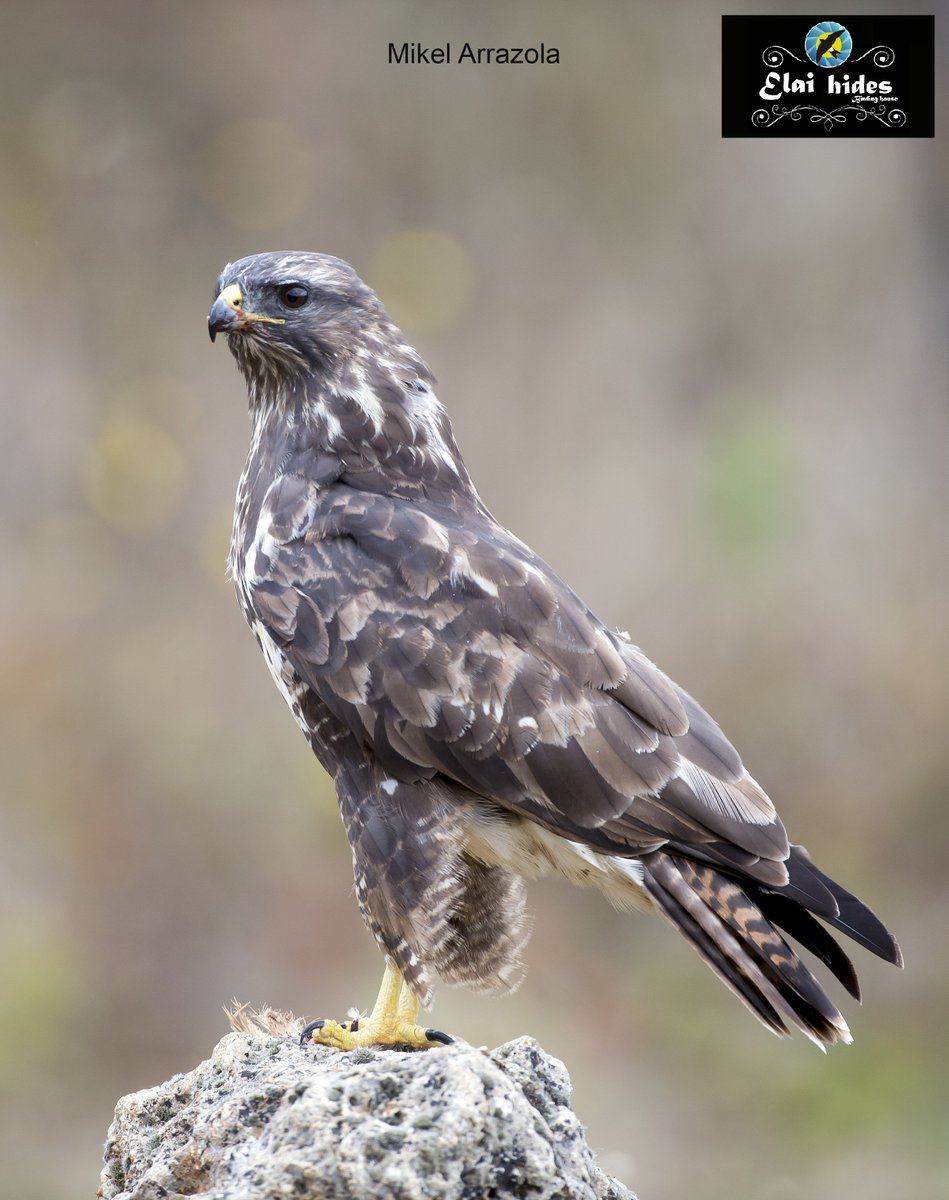 elaietxea's tweet photo. Fotos de Mikel Arrazola en Elai hides (Elai etxea birding house) Pobes (Álava/Araba)      https://t.co/ApXzDpVG75 https://t.co/50fbVychLt