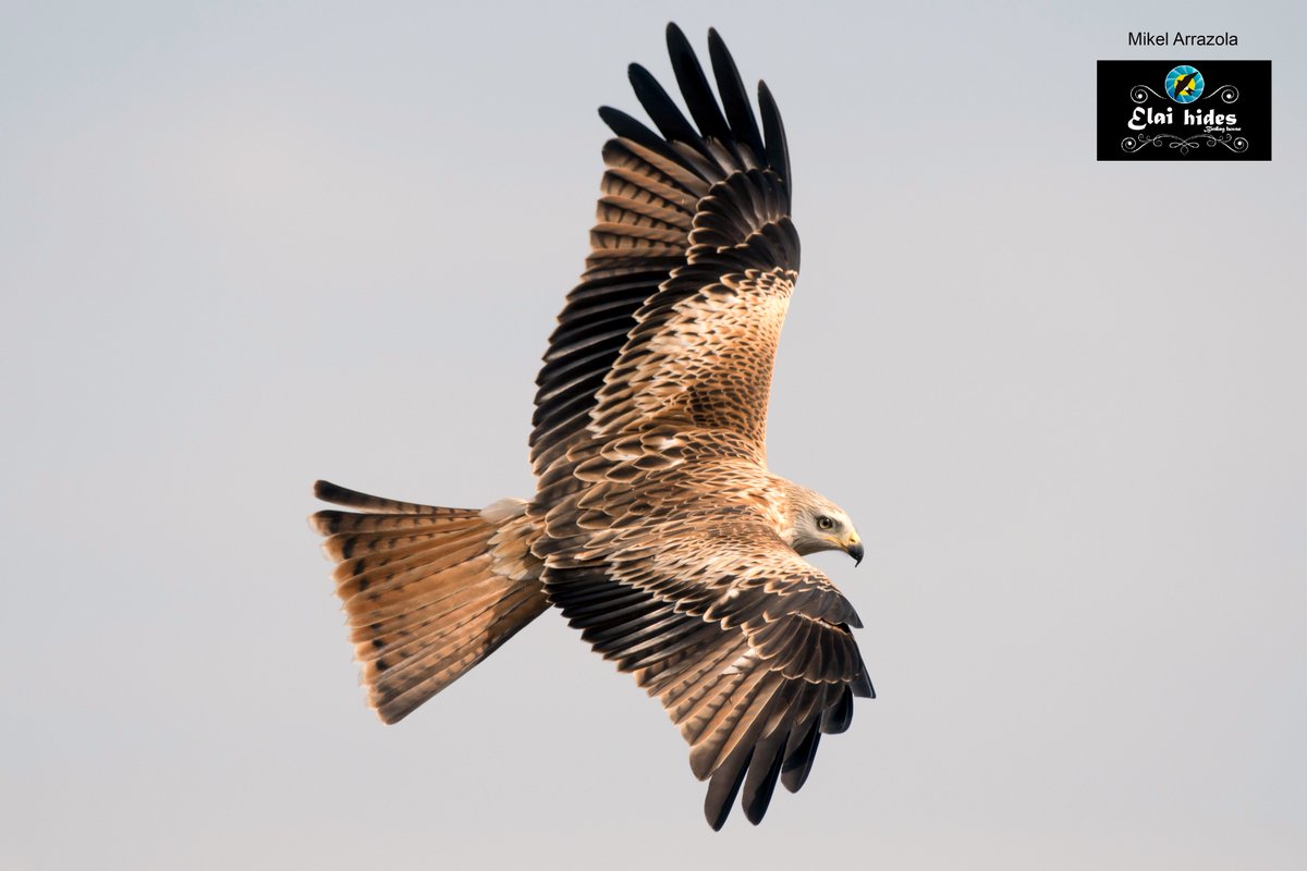elaietxea's tweet photo. Fotos de Mikel Arrazola en Elai hides (Elai etxea birding house) Pobes (Álava/Araba)      https://t.co/ApXzDpVG75 https://t.co/50fbVychLt