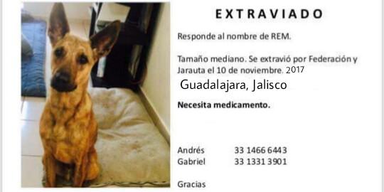 PrrosPerdidosMX's tweet photo. #MACHO #EXTRAVIADO #SEBUSCA #REM 10 de noviembre 2017 en #Guadalajara https://t.co/YViIDrQASq