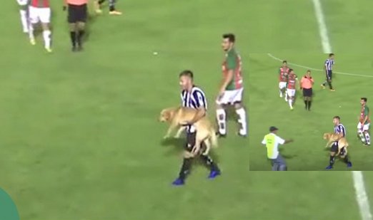Eh!
Footballer carries a dog across  the pitch -here's why  bit.ly/2iPHn1f