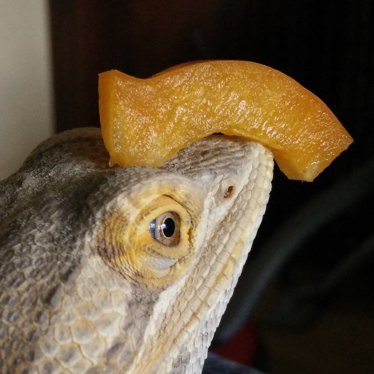 dorbein's tweet photo. #frasse #beardeddragon https://t.co/lGEdecyjhp